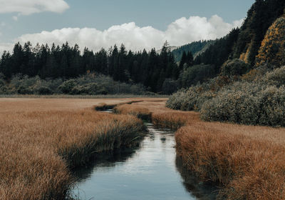 Moody tones photo of stream through grassland in autumn