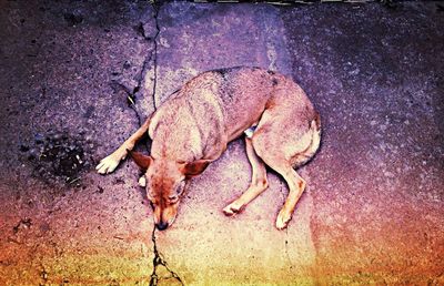 Close-up of bird in water