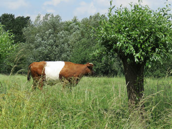 Cow on field against trees