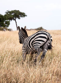 Zebra on tree against sky