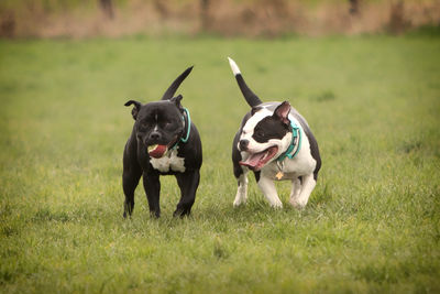 Dogs running on grassy field