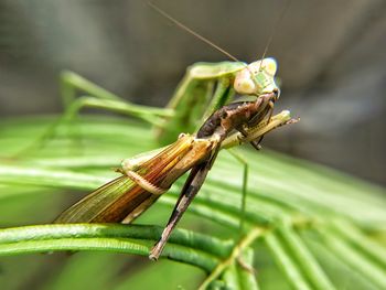 Close-up of insect on plant