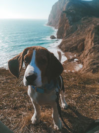 Dog looking at sea shore