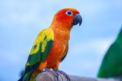 Close-up of parrot