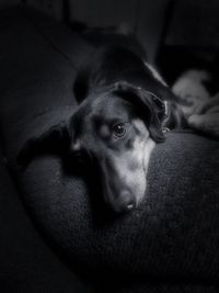 Close-up of dog sleeping