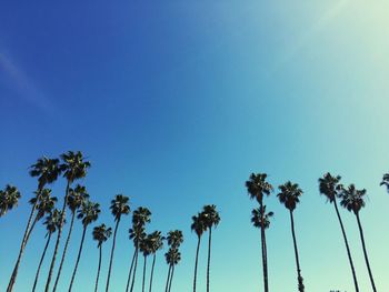 Low angle view of palm tree against blue sky