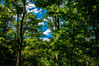 Low angle view of bird hanging on tree in forest