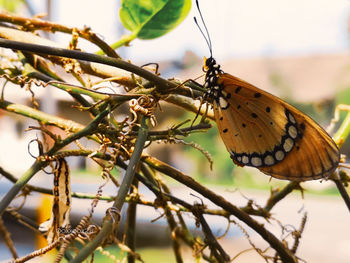 Close-up of butterfly on flower