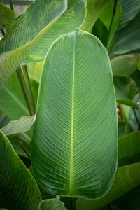 Green leaves