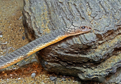 High angle view of lizard on tree trunk