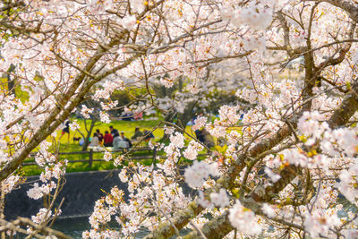 Close-up of cherry blossoms in spring