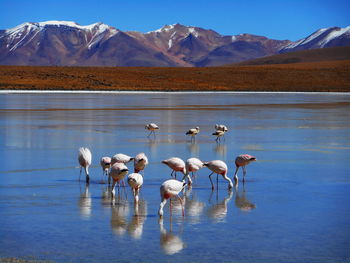 Flock of birds in lake against mountains