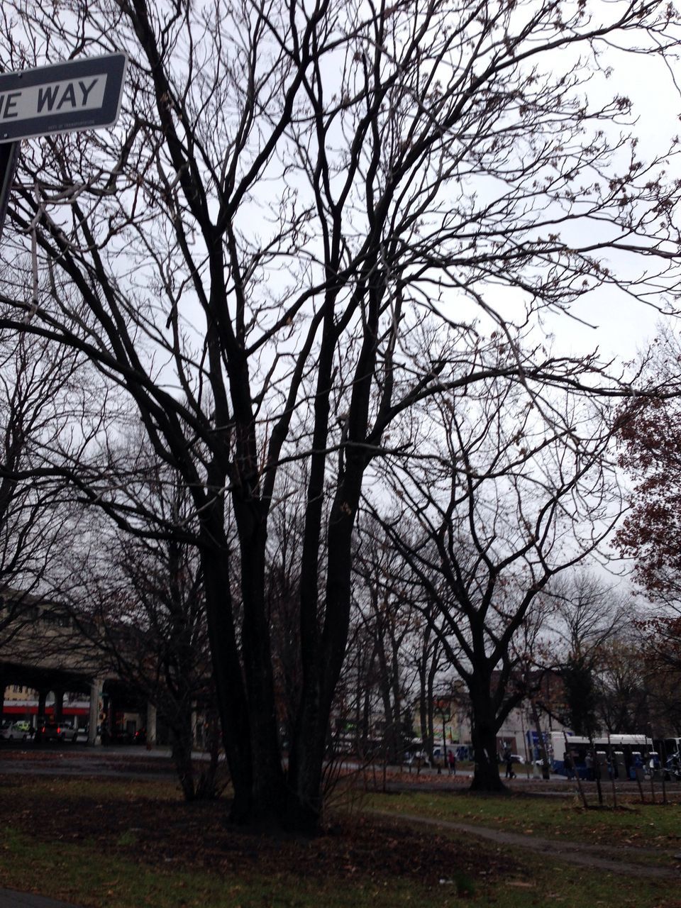 tree, bare tree, branch, building exterior, built structure, architecture, tree trunk, sky, grass, nature, growth, day, park - man made space, field, house, outdoors, city, tranquility, no people, tranquil scene