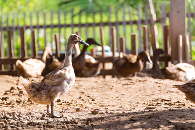 Ducks on a field