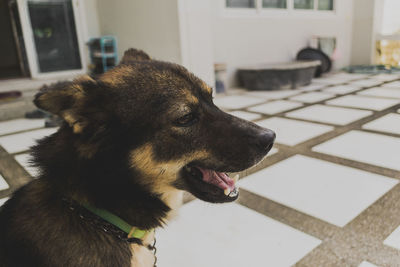 Close-up of dog at home