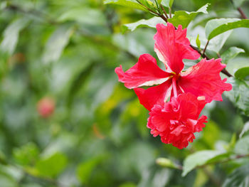 Close-up of red hibiscus blooming outdoors