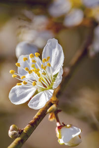 Close-up of white flowering plant