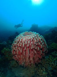 View of coral in sea