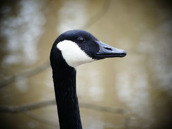 Close-up of a bird