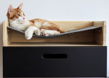 Cat sleeping in a car