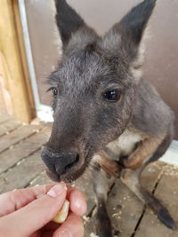 Close-up of hand holding rabbit