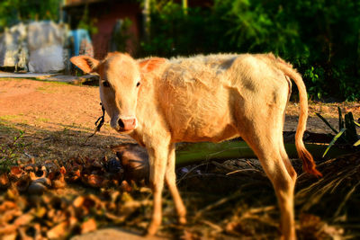 Horse in farm