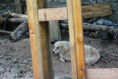 High angle view of dog on log