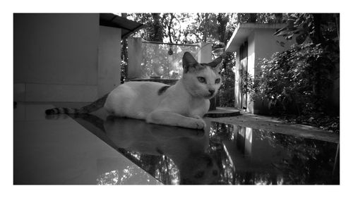 Close-up of cat in house