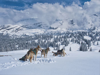 View of horses on snow covered field