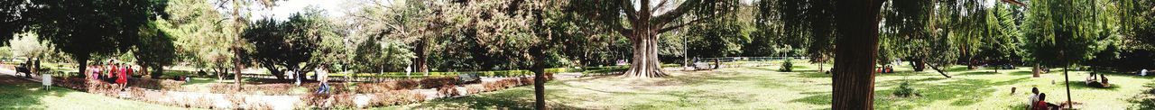 Trees growing in park