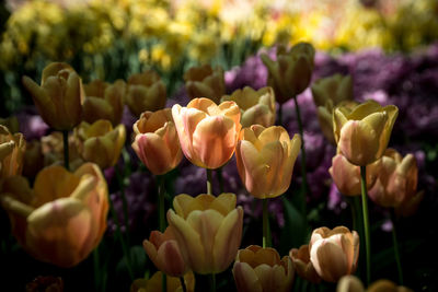 Close-up of yellow tulips