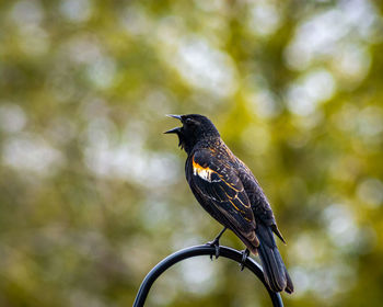 Close-up of bird perching on a tree