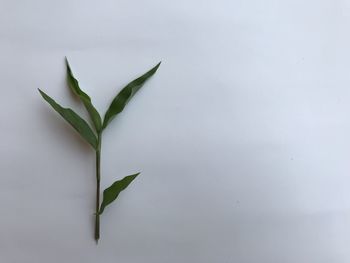 Close-up of leaves against white background
