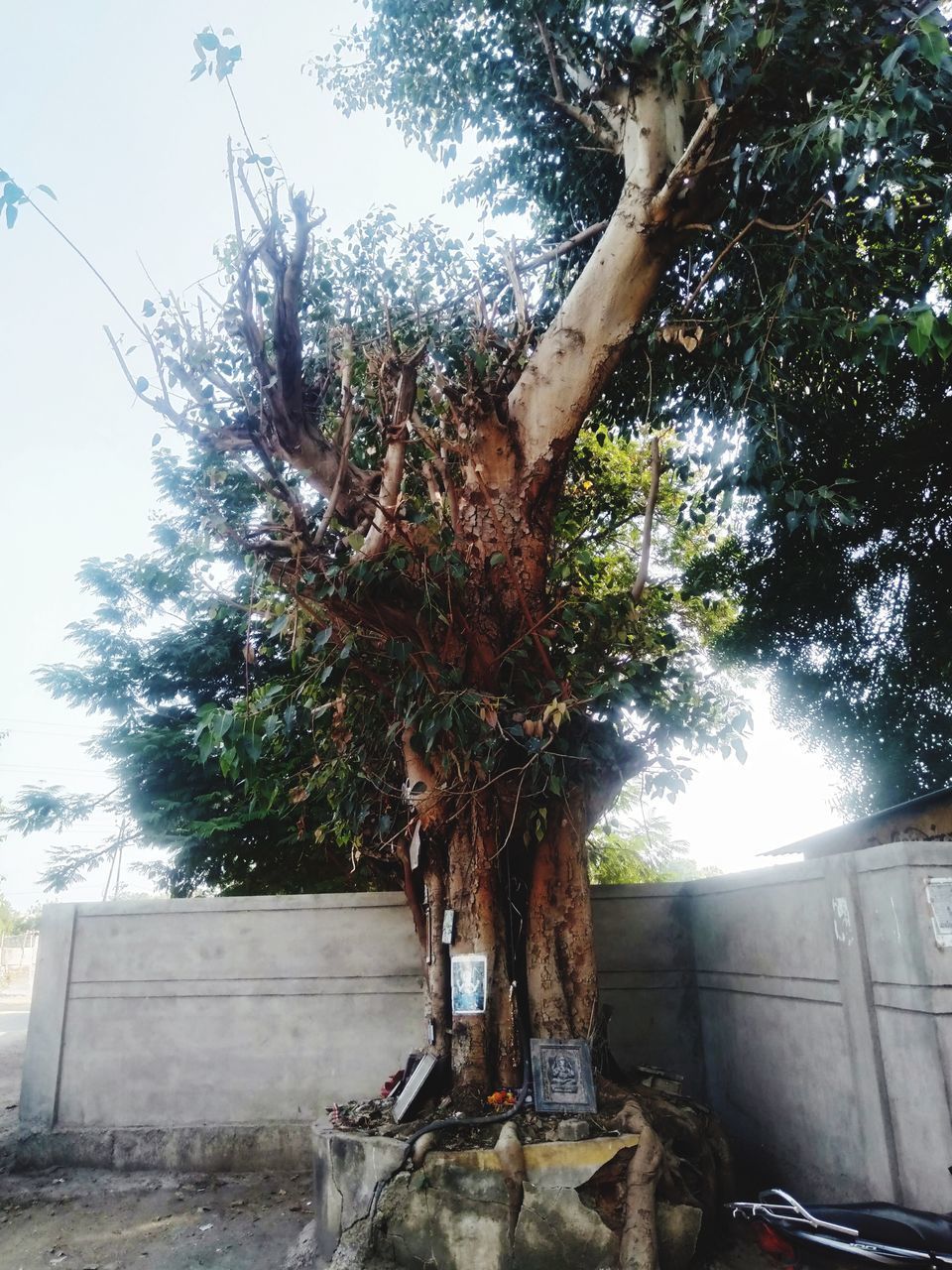 LOW ANGLE VIEW OF TREES IN YARD