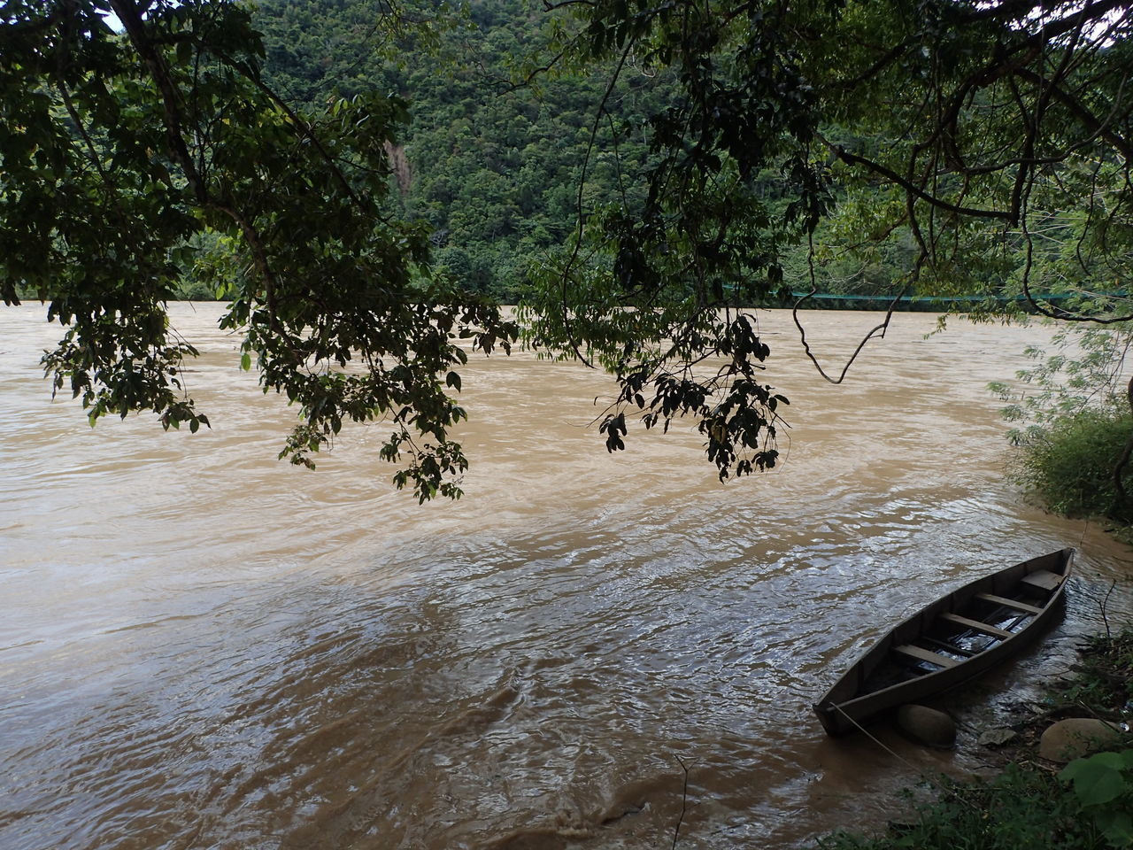 TREES IN RIVER