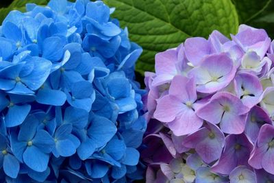 Close-up of purple hydrangea flowers