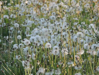 Close-up of white flowers growing in field