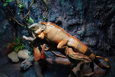 High angle view of lizard on rock