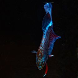 Close-up of fish swimming in sea
