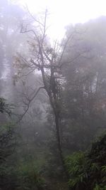 Scenic view of forest in foggy weather