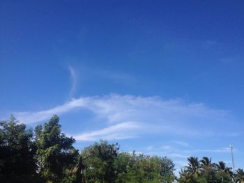 Low angle view of trees against blue sky