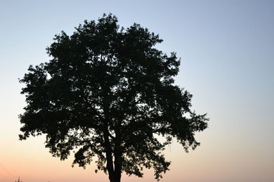 Low angle view of tree against sky