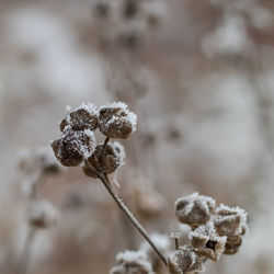 Close-up of frozen plant