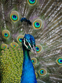 Close-up of peacock