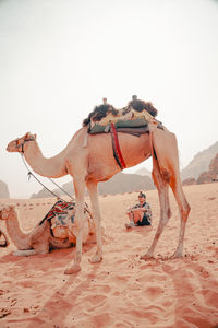 Camels standing at desert