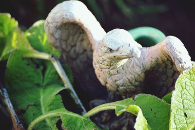 Close-up of plant