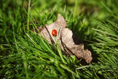 Close-up of ladybug on plant
