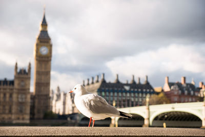 Seagull perching on top of clock tower against cloudy sky