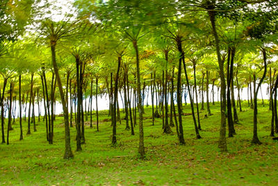 Trees in forest