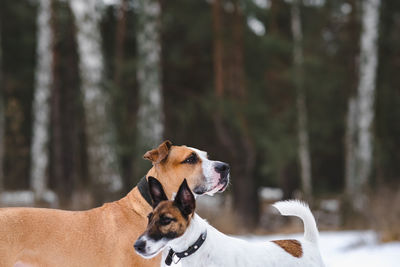 Two dogs stand next to each other in the winter forest, focus on staffordshire terrier. 